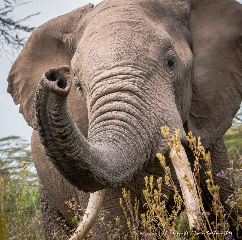 Close encounter_HBA0707.jpg